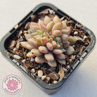 Echeveria Ling Snow Crest