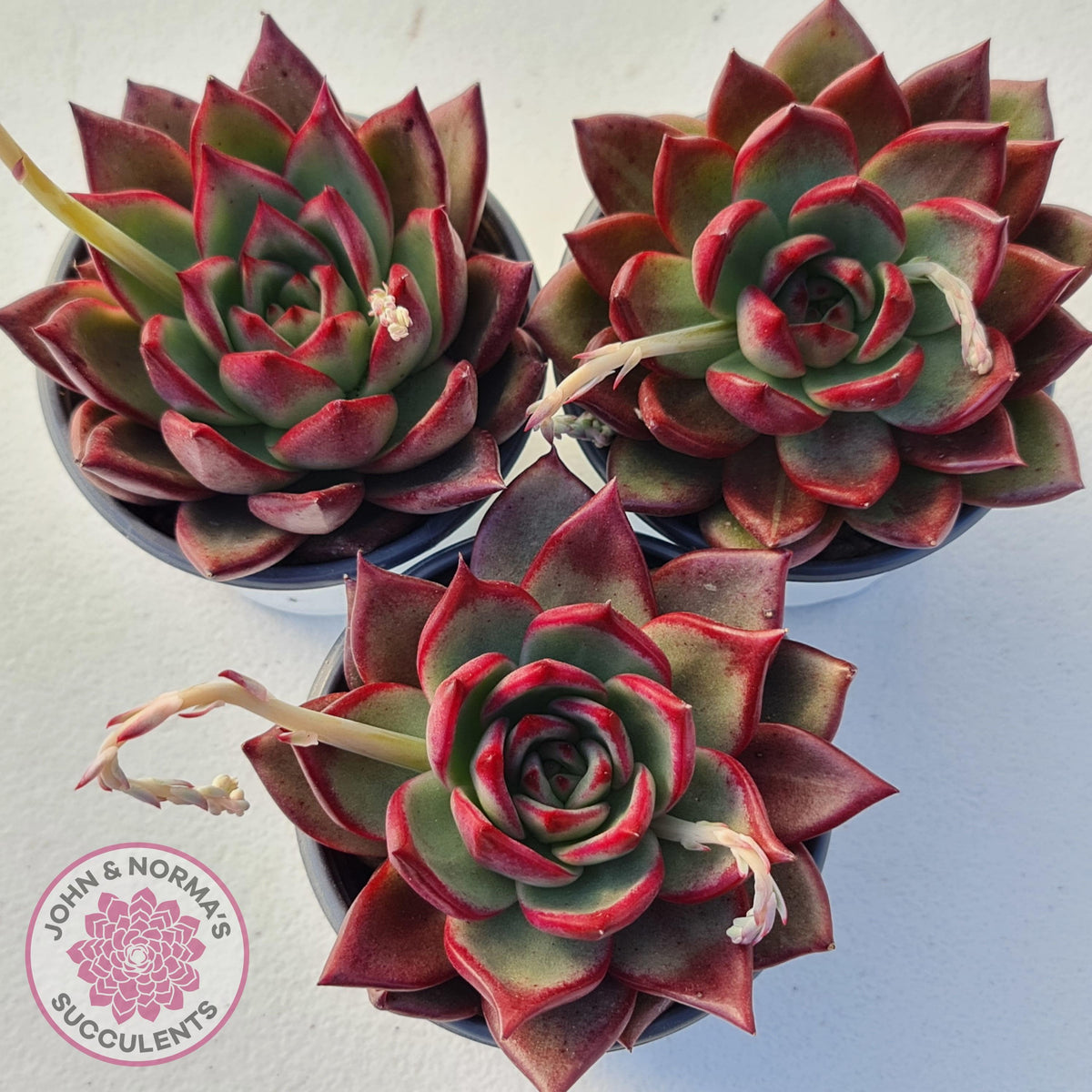 Echeveria agavoides 'Concord'