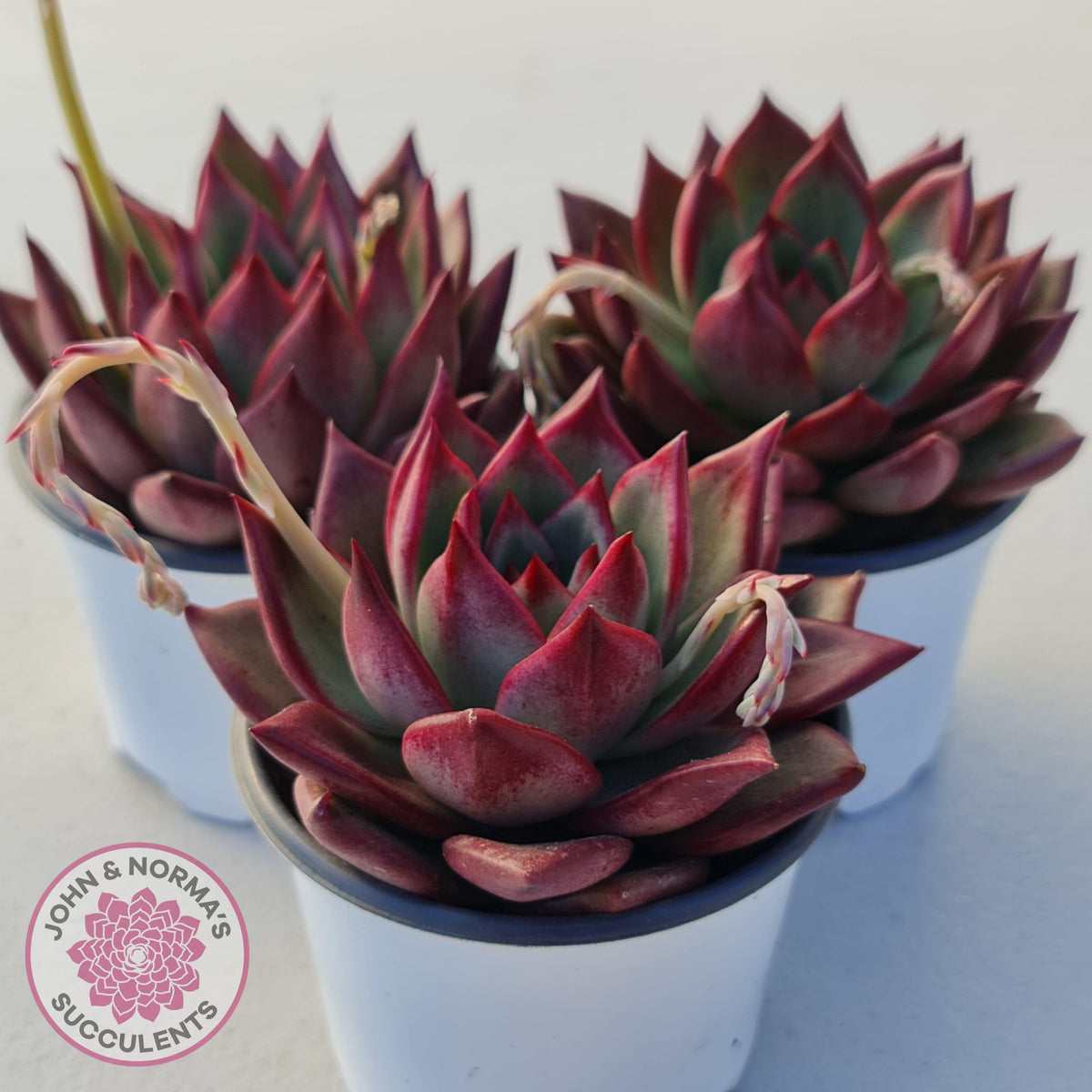 Echeveria agavoides 'Concord'
