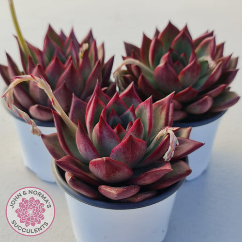 Echeveria Concord - John & Norma's Succulents