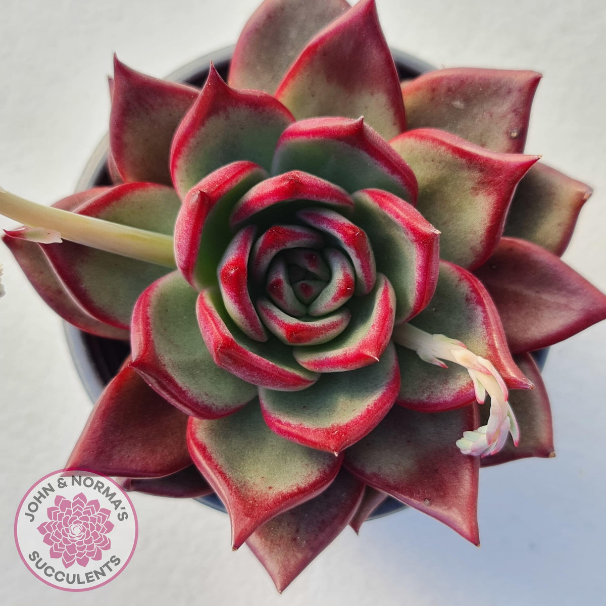 Echeveria agavoides 'Concord'