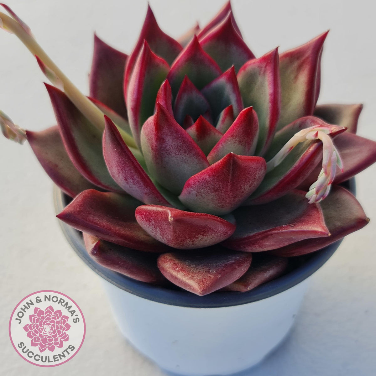 Echeveria agavoides 'Concord'
