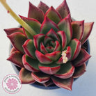 Echeveria agavoides 'Concord'