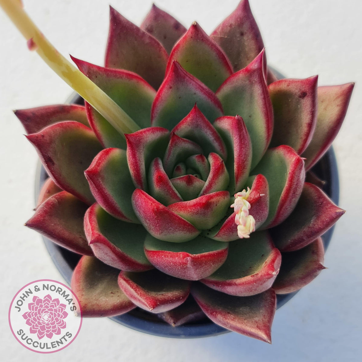 Echeveria agavoides 'Concord'