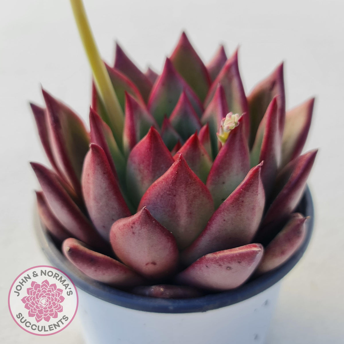 Echeveria agavoides 'Concord'