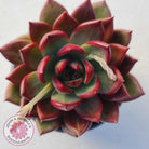 Echeveria agavoides 'Concord'