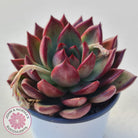 Echeveria agavoides 'Concord'