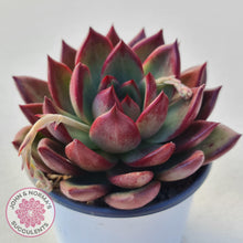 Load image into Gallery viewer, Echeveria Concord - John &amp; Norma&#39;s Succulents
