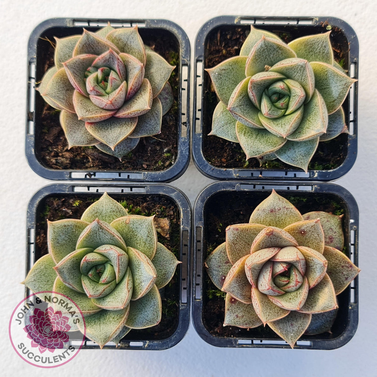 Echeveria purpusorum