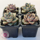 Echeveria purpusorum