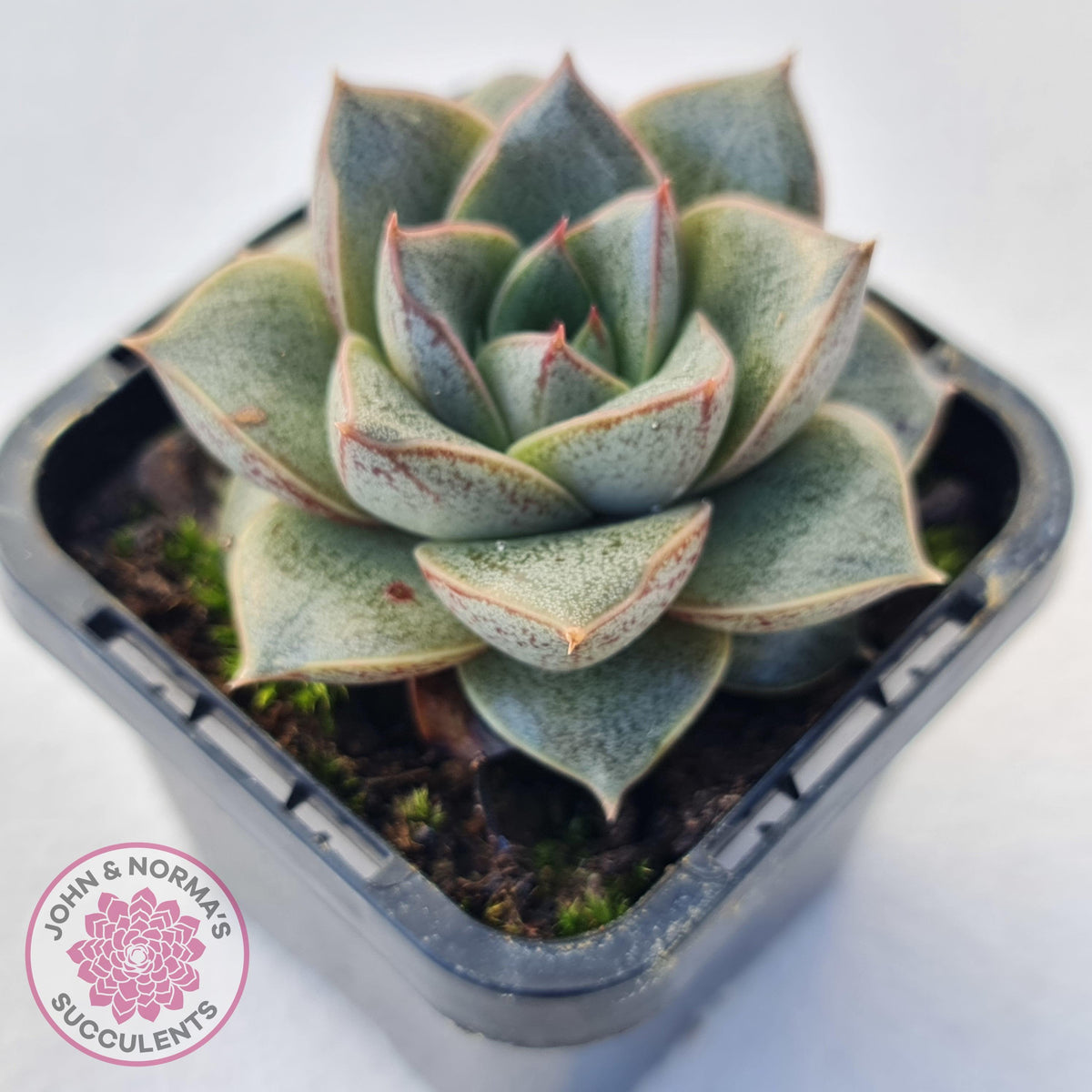Echeveria purpusorum