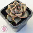 Echeveria purpusorum