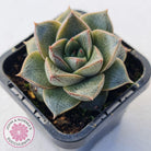 Echeveria purpusorum