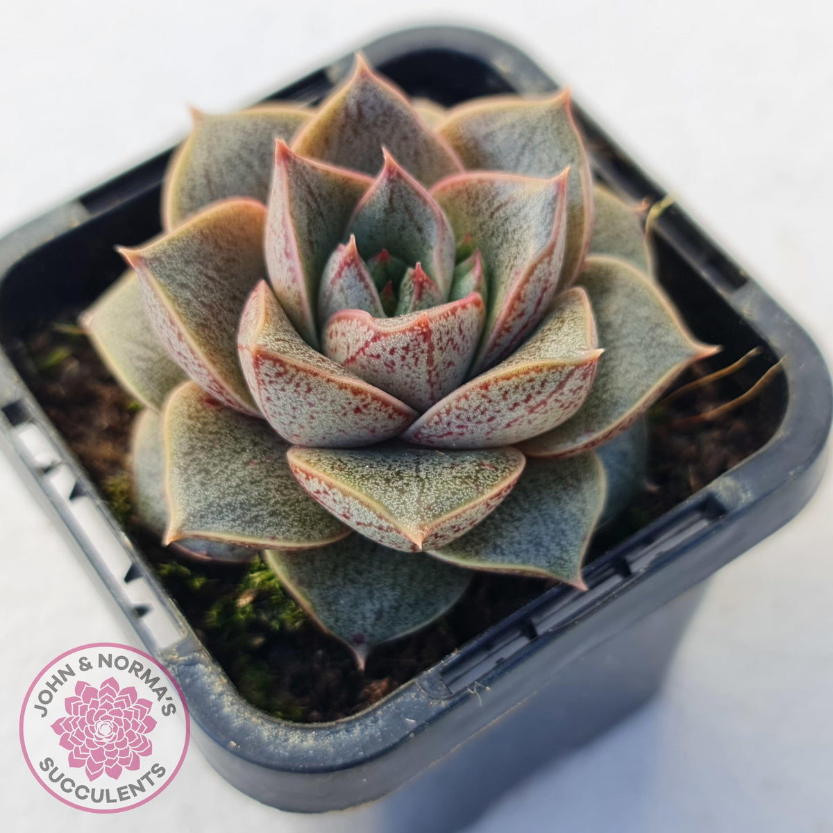 Echeveria purpusorum