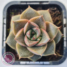 Echeveria purpusorum