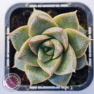 Echeveria purpusorum