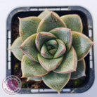 Echeveria purpusorum
