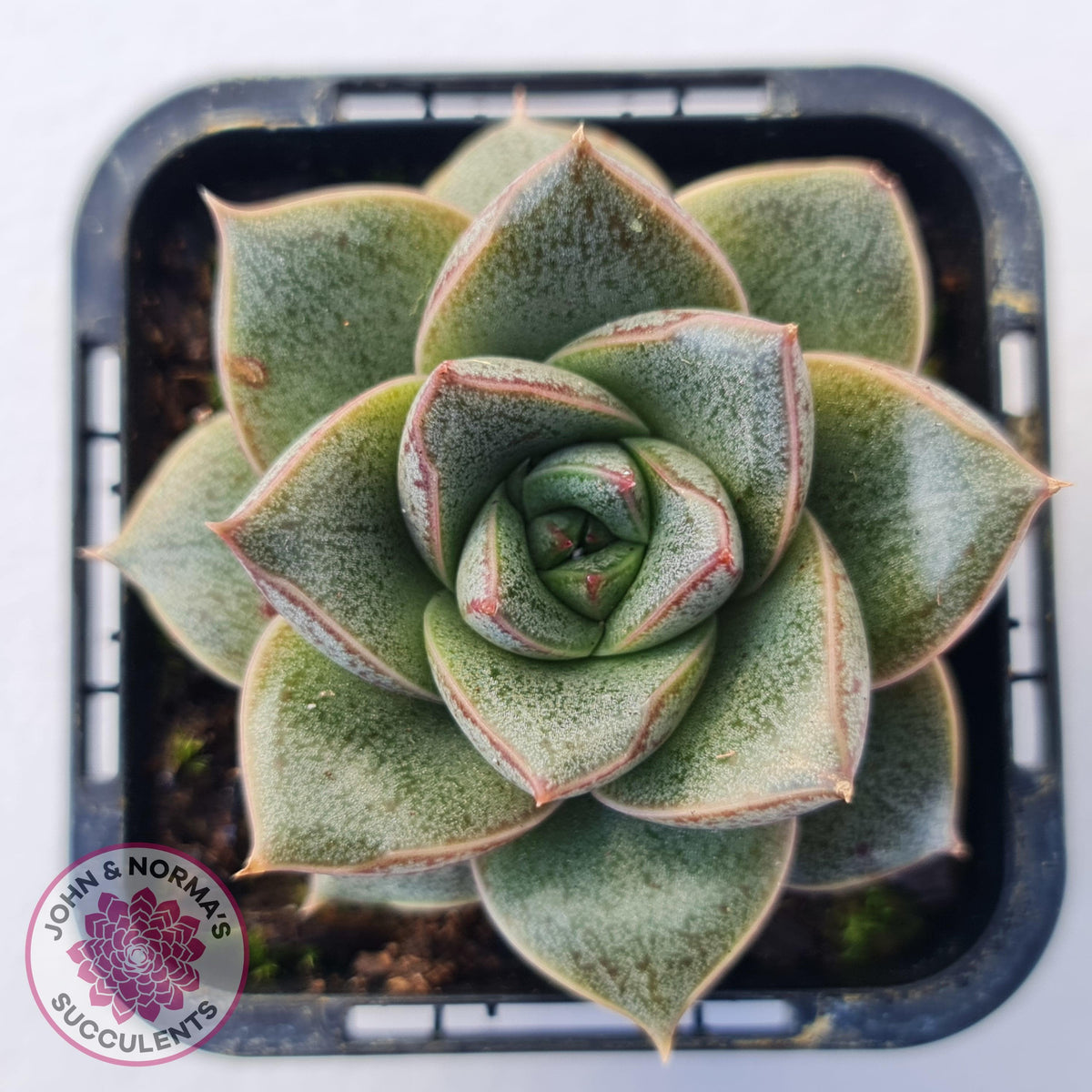 Echeveria purpusorum