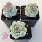 Echeveria Derenbergii