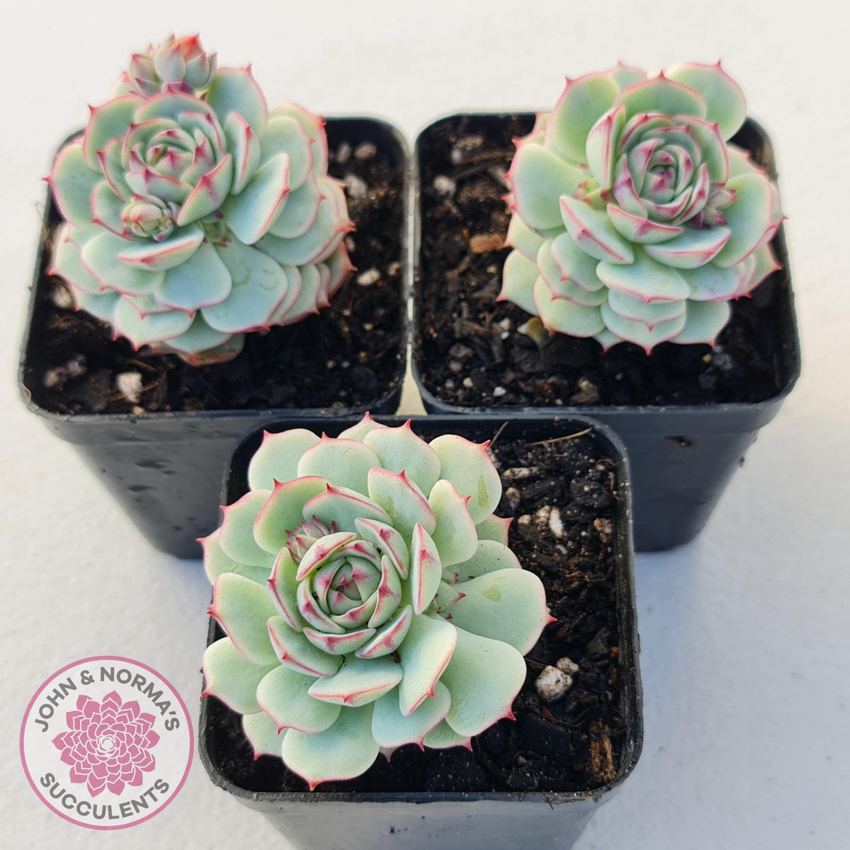Echeveria Derenbergii