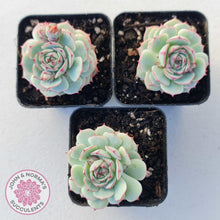 Load image into Gallery viewer, Echeveria Derenbergii - John &amp; Norma&#39;s Succulents
