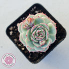 Echeveria Derenbergii