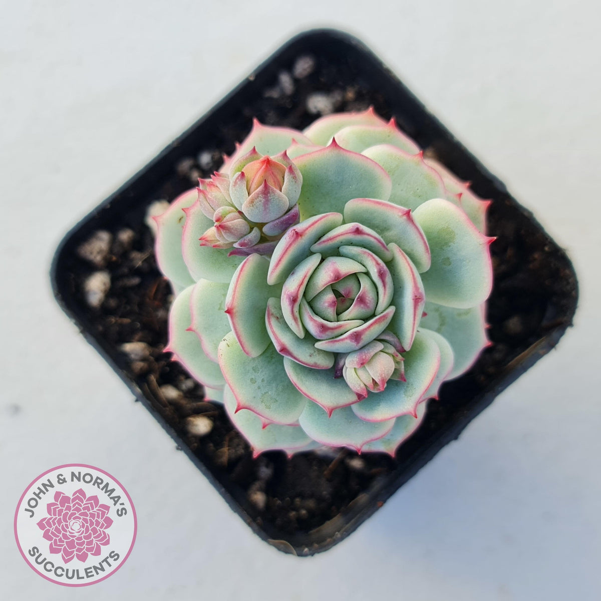 Echeveria Derenbergii