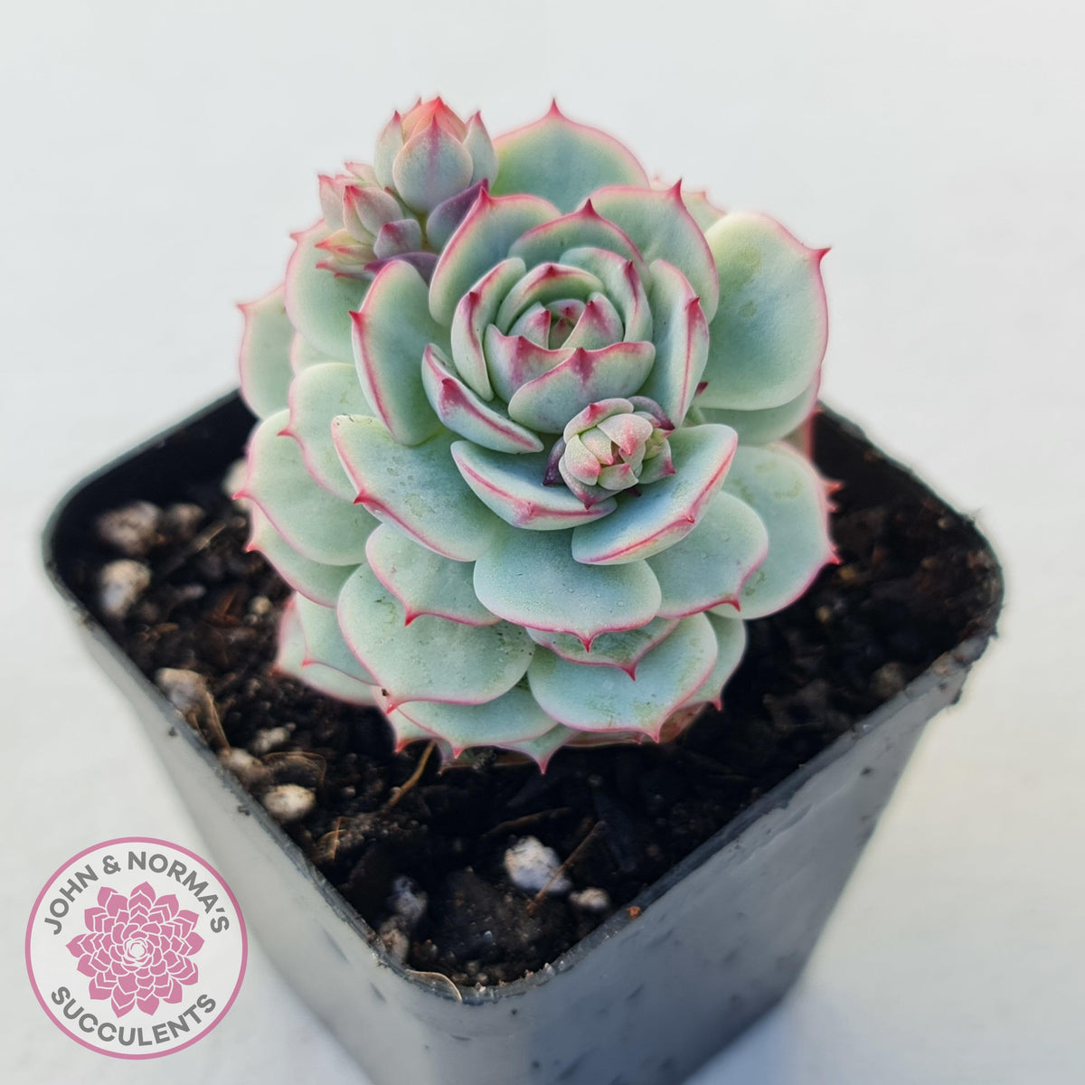 Echeveria Derenbergii