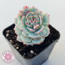 Load image into Gallery viewer, Echeveria Derenbergii - John &amp; Norma&#39;s Succulents
