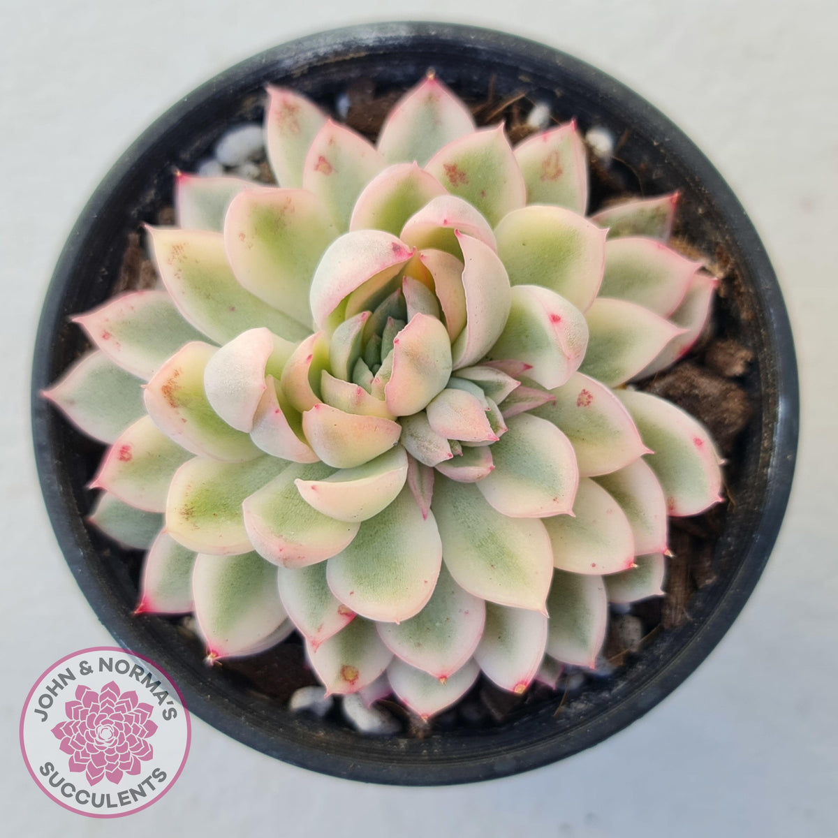 Echeveria Mebina Variegated