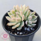 Echeveria Mebina Variegated