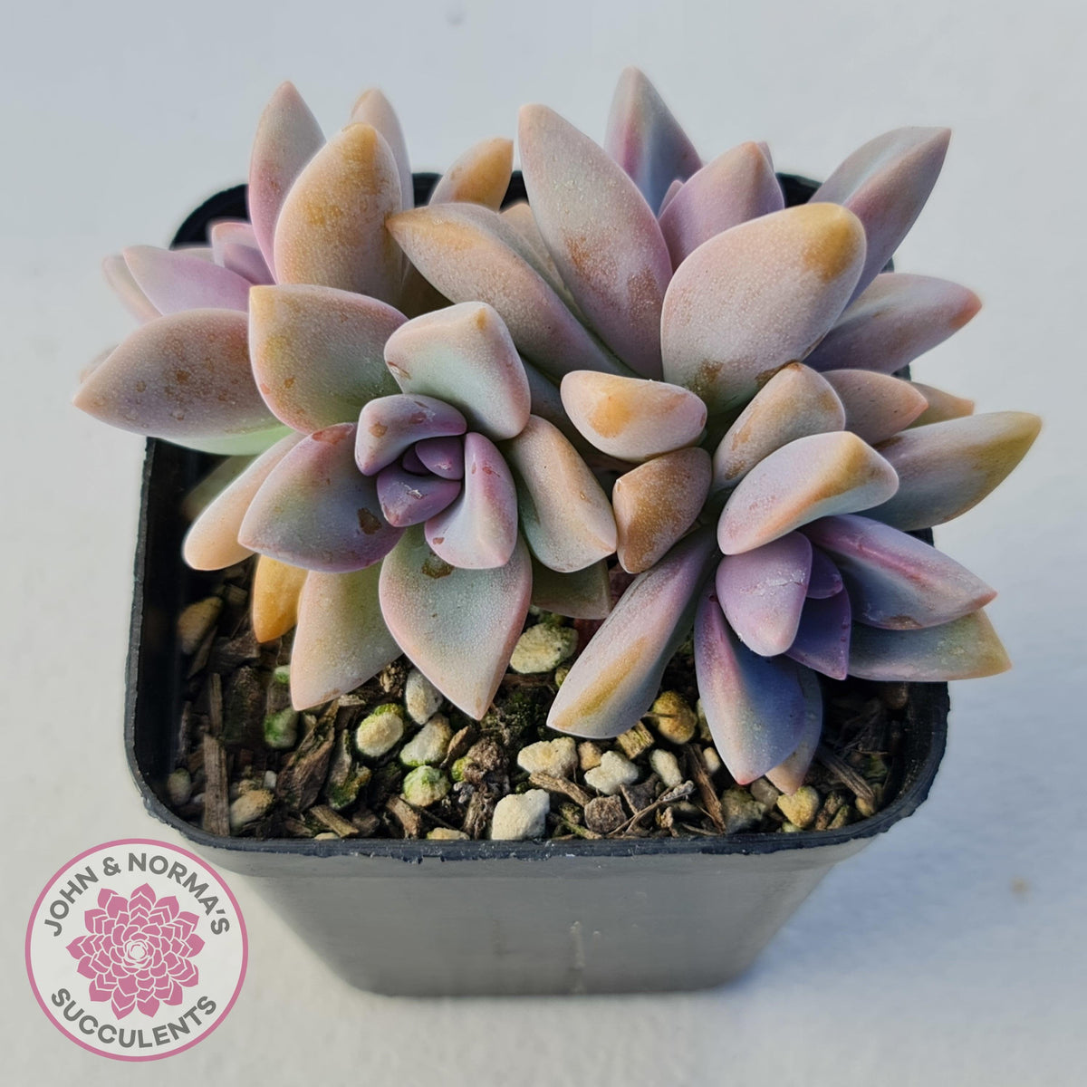 Graptopetalum Victor Kane