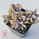 Graptopetalum Victor Kane