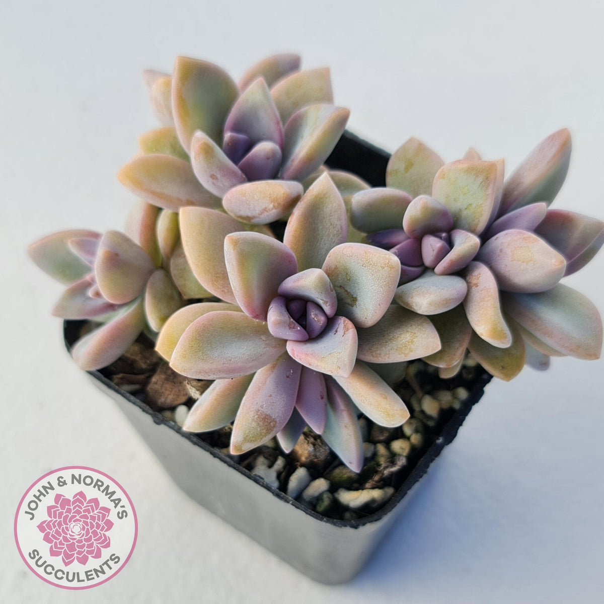 Graptopetalum Victor Kane