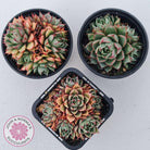 Echeveria 'Shamrock'