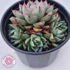 Echeveria 'Shamrock'