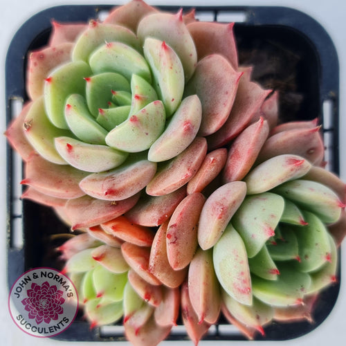 Echeveria Bella Donna - John & Norma's Succulents