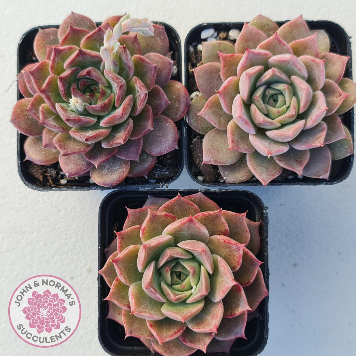 Echeveria 'Conch Girl' aka 'Seashell'