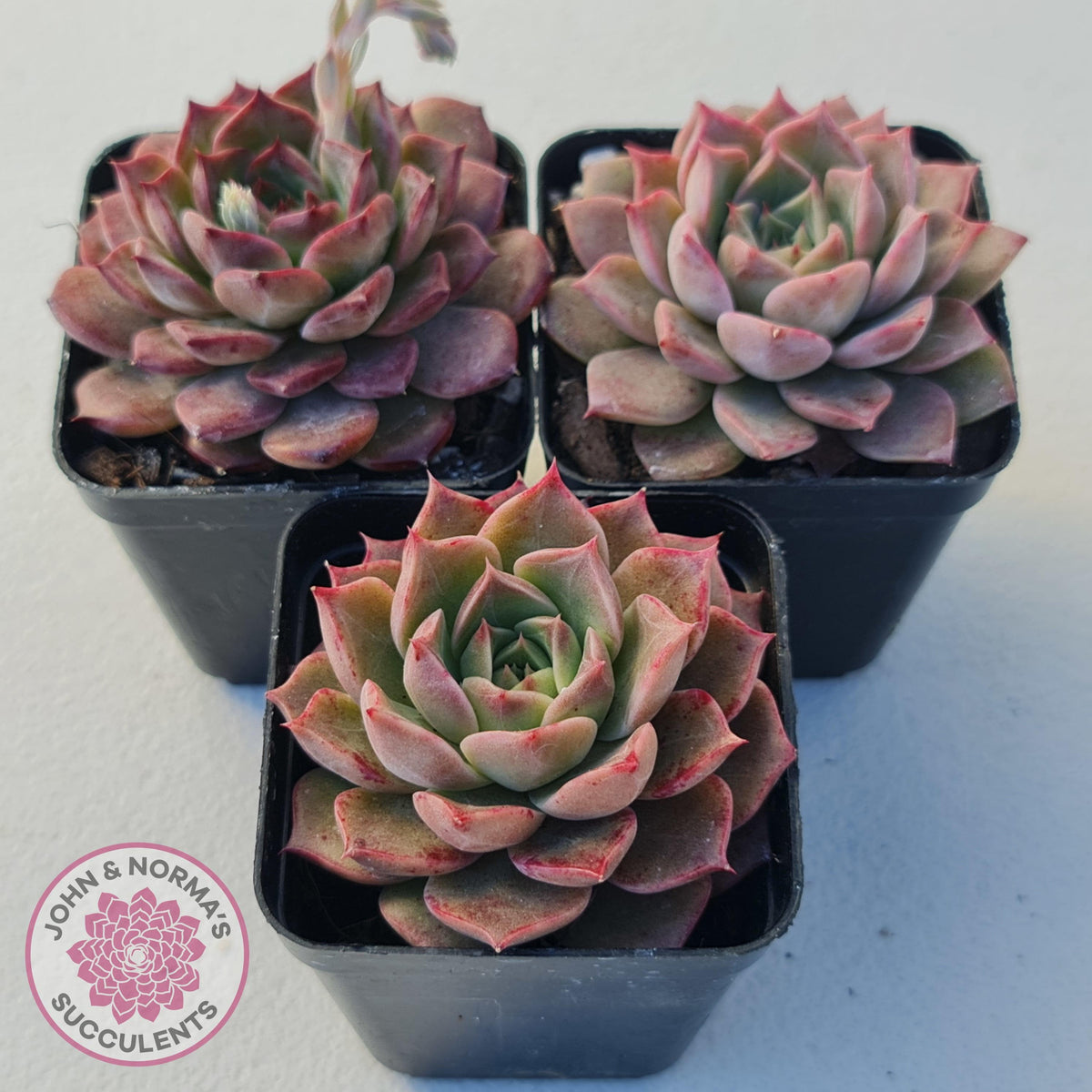 Echeveria 'Conch Girl' aka 'Seashell'