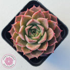 Echeveria 'Conch Girl' aka 'Seashell'