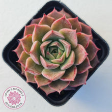 Load image into Gallery viewer, Echeveria &#39;Conch Girl&#39; - John &amp; Norma&#39;s Succulents
