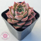 Echeveria 'Conch Girl' aka 'Seashell'