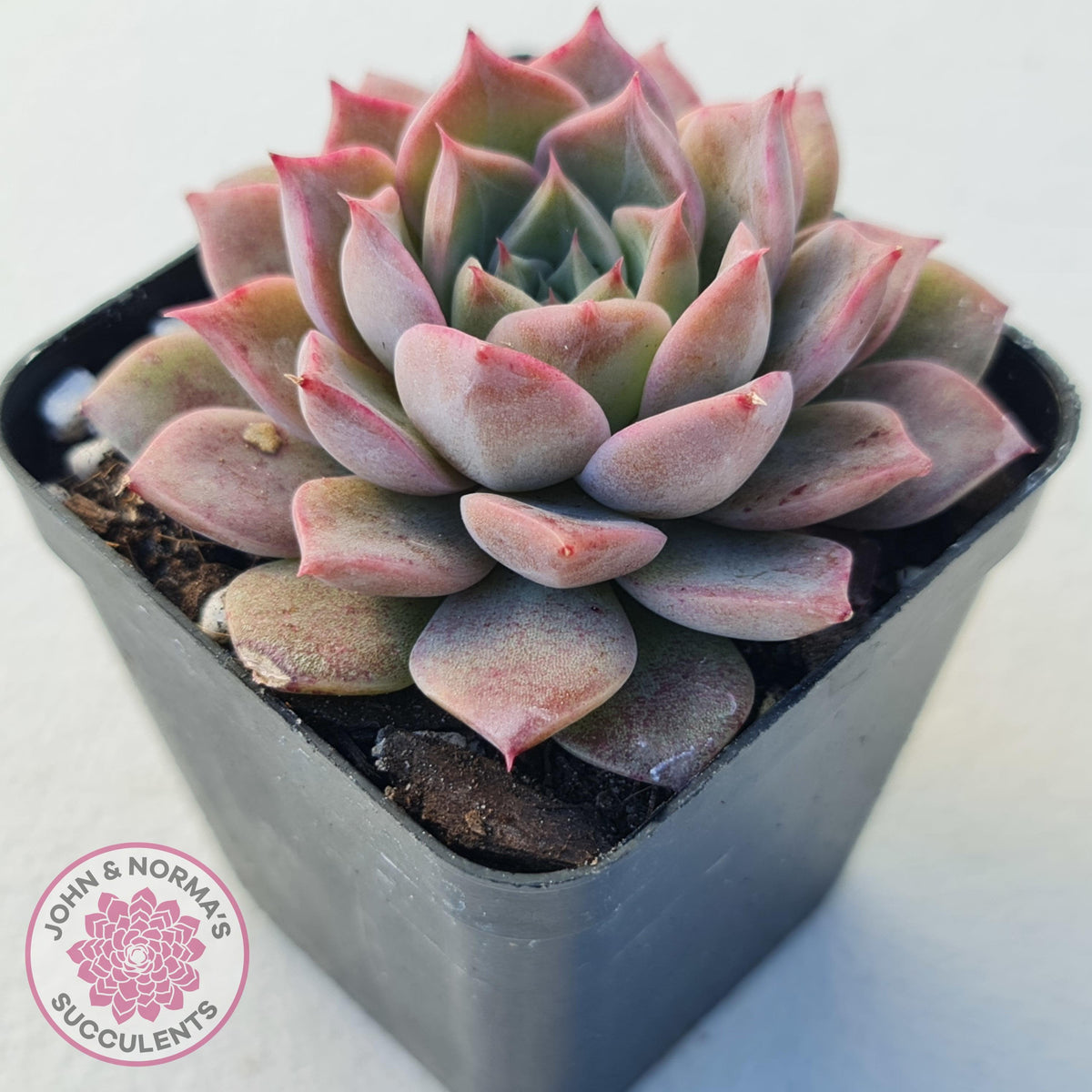 Echeveria 'Conch Girl' aka 'Seashell'