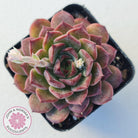 Echeveria 'Conch Girl' aka 'Seashell'