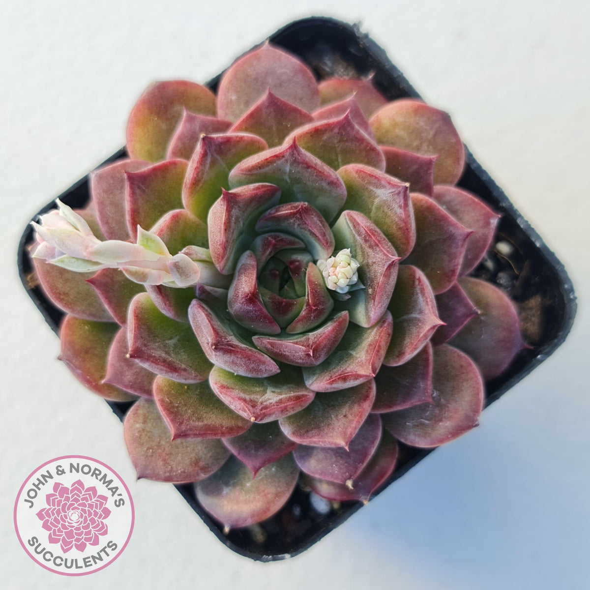 Echeveria 'Conch Girl' aka 'Seashell'
