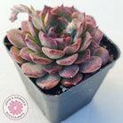 Echeveria 'Conch Girl' aka 'Seashell'