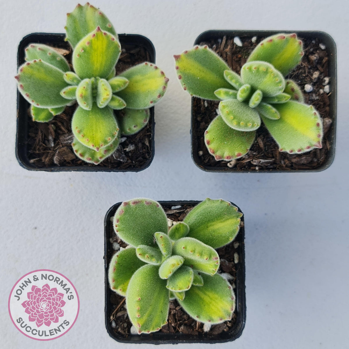 Cotyledon tomentosa 'Bears Paw' Yellow Variegated