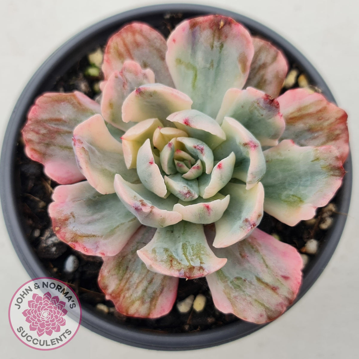 Echeveria Holwayi Variegated Monstrose form