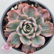 Load image into Gallery viewer, Echeveria Holwayi Variegated - John &amp; Norma&#39;s Succulents
