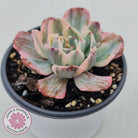 Echeveria Holwayi Variegated Monstrose form